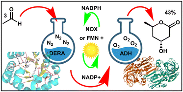 Graphical abstract: Enzymatic cascade of DERA and ADH for lactone synthesis
