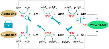 Graphical abstract: Development of a multi-enzyme cascade for 2′3′-cGAMP synthesis from nucleosides