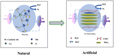 Graphical abstract: Construction of a highly efficient MoS2-based composite electrocatalyst for the oxygen evolution reaction