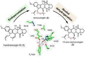Graphical abstract: Characterizing Y224 conformational flexibility in FtmOx1-catalysis using 19F NMR spectroscopy