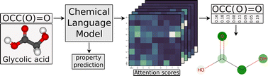 Graphical abstract: What can attribution methods show us about chemical language models?