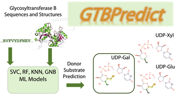 Graphical abstract: Decoding substrate specificity determining factors in glycosyltransferase-B enzymes – insights from machine learning models