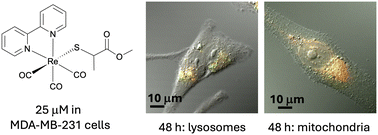 Graphical abstract: Neutral rhenium(i) tricarbonyl complexes with sulfur-donor ligands: anti-proliferative activity and cellular localization