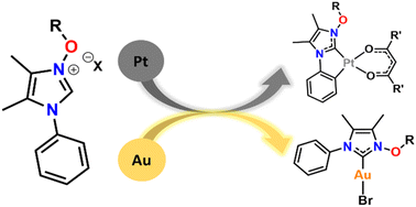 Graphical abstract: Synthesis and characterization of Pt(ii) and Au(i) complexes with N-oxy-heterocyclic carbene ligands (NOHCs)