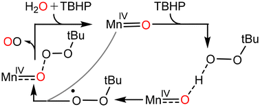 Graphical abstract: Mechanistic elucidation of O2 production from tBuOOH in water using the Mn(ii) catalyst [Mn2(mcbpen)2(H2O)2]2+: a DFT study