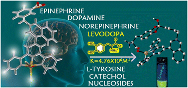 Graphical abstract: Optical sensing of l-dihydroxy-phenylalanine in water by a high-affinity molecular receptor involving cooperative binding of a metal coordination bond and boronate–diol