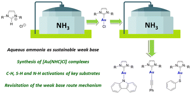 Graphical abstract: Simple synthesis of [Au(NHC)X] complexes utilizing aqueous ammonia: revisiting the weak base route mechanism