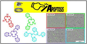 Graphical abstract: Zn2+ triazamacrocyclic chelators with methylpyridine pendant arms for B-cell apoptosis: a structure–activity study