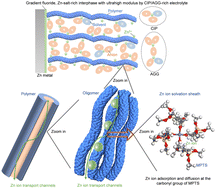 Graphical abstract: A fluoride gradient, Zn-salt-rich hydrophobic interphase formed by a zincophilic, hydrophobic, anion-philic polymer “skin” for an anode-free solid Zn battery