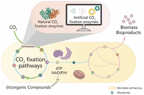 Graphical abstract: Microbial conversion of CO2 to organic compounds