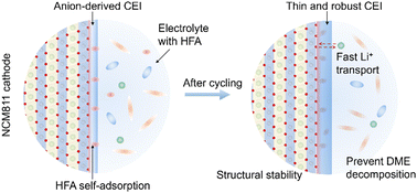 Graphical abstract: A self-adsorption molecule passivated interface enables efficient and stable lithium metal batteries