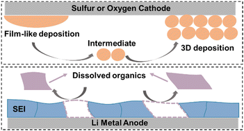 Graphical abstract: Understanding and applying the donor number of electrolytes in lithium metal batteries