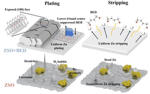 Graphical abstract: Crystal plane shielding and D-band modulation synergistically achieve durable (100) textured zinc anodes