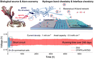 Graphical abstract: Zinc chemistry regulated by chitosan-based poly(aprotic/protic ionic liquid)s with multi-anion–cation interactions for highly reversible Zn-ion batteries