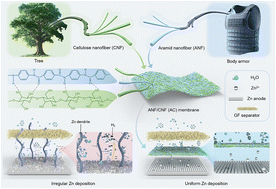 Graphical abstract: Wearing “body armor” on zinc anodes for robust aqueous zinc-ion batteries