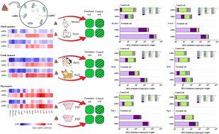 Graphical abstract: Analysis of antibiotic resistance genes in livestock manure and receiving environment reveals non-negligible risk from extracellular genes