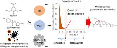 Graphical abstract: Reversible transformations of sulfamethoxazole and its submoieties by manganese-oxidizing bacteria and biogenic manganese oxides in the presence of humic substances