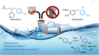 Graphical abstract: Spontaneous aqueous defluorination of trifluoromethylphenols: substituent effects and revisiting the mechanism