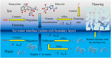 Graphical abstract: Ice-water distribution of antibiotics and antiviral drugs during the freezing–thawing process: influencing factors and related mechanisms