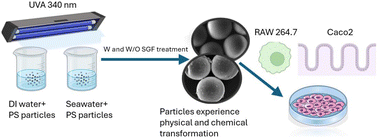 Graphical abstract: Effects of weathering and simulated gastric fluid exposure on cellular responses to polystyrene particles