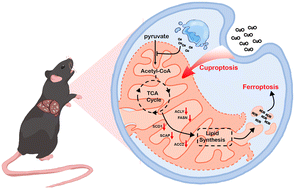 Graphical abstract: Copper oxide nanoparticles induce cuproptosis and ferroptosis through mitochondrial concatenation