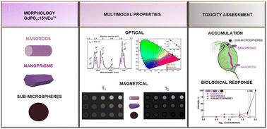 Graphical abstract: Study of shape-tunable bimodal GdPO4:Eu3+ nanoparticles and their impact on Daphnia magna