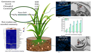 Graphical abstract: Effects of varying nano-ZnO concentrations on the physiology, biochemistry, root exudate, and root microbial community of Agrostis stolonifera