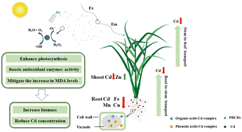 Graphical abstract: Promoting the growth of rice and reducing the accumulation of Cd in rice by pig bedding derived carbon dots (PBCDs) under Cd stress