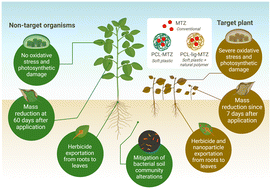 Graphical abstract: Delivering metribuzin from biodegradable nanocarriers: assessing herbicidal effects for soybean plant protection and weed control