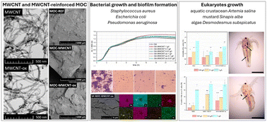 Graphical abstract: Ecotoxicological assessment of MWCNT-reinforced MOC composites: impacts on model bacteria and eukaryotes with environmental relevance