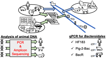 Graphical abstract: Potential of a mammalian and avian environmental DNA metabarcoding assay as a tool for fecal pollution source tracking in river waters