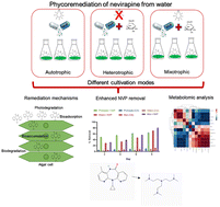 Graphical abstract: Enhanced removal efficiency of Tetradesmus obliquus for nevirapine removal via co-substrate supplementation: removal mechanisms, relative gene expression and metabolomics