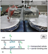 Graphical abstract: Extraction of metal ions from water using a novel liquid membrane containing ZIF-8 nanoparticles, an ionic liquid, and benzo-18-crown-6
