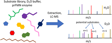 Graphical abstract: Surveying the scope of aromatic decarboxylations catalyzed by prenylated-flavin dependent enzymes