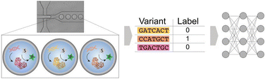 Graphical abstract: On synergy between ultrahigh throughput screening and machine learning in biocatalyst engineering