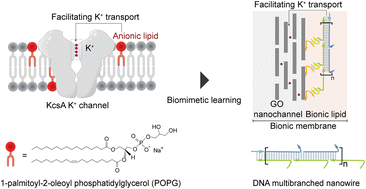 Graphical abstract: Regulation of transmembrane current through modulation of biomimetic lipid membrane composition