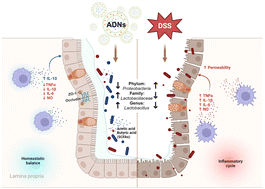 Graphical abstract: Allium tuberosum-derived nanovesicles with anti-inflammatory properties prevent DSS-induced colitis and modify the gut microbiome