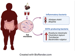 Graphical abstract: Effect of dark sweet cherry (Prunus avium) supplementation on the fecal microbiota, metabolic endotoxemia, and intestinal permeability in obese subjects: a single-blind randomized trial
