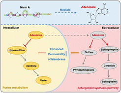 Graphical abstract: Nisin A elevates adenosine to achieve anti-inflammatory activity