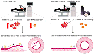Graphical abstract: Jaboticaba berry (Myrciaria jaboticaba) supplementation protects against micro- and macrovascular dysfunction induced by eccentric exercise: a randomized clinical trial