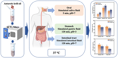 Graphical abstract: Influence of lipid oxidation on the digestive efficiency of Antarctic krill oil: insights from a simulated gastrointestinal digestion model