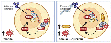 Graphical abstract: Acute supplementation with a curcuminoid-based formulation fails to enhance resting or exercise-induced NRF2 activity in males and females