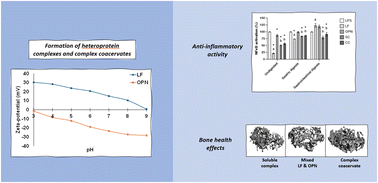 Graphical abstract: The impact of complexation or complex coacervation of lactoferrin and osteopontin on simulated infant gastrointestinal digestion, intestinal inflammation, and in vivo bone development