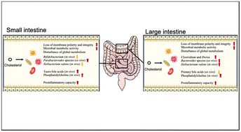 Graphical abstract: The microbiome- and metabolome-modulating activity of dietary cholesterol: insights from the small and large intestines