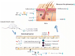 Graphical abstract: Probiotics suppress LL37 generated rosacea-like skin inflammation by modulating the TLR2/MyD88/NF-κB signaling pathway