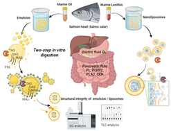 Graphical abstract: In vitro gastrointestinal digestion of marine oil emulsions and liposomal solutions: fate of LC-PUFAs upon lipolysis