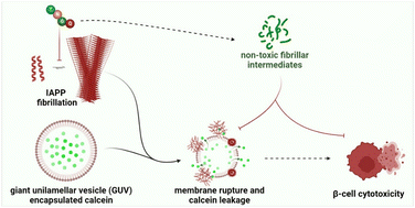 Graphical abstract: Cross-domain binding of anti-fibrillation peptide TNGQ to islet amyloid polypeptide provides cytoprotective effects in giant unilamellar vesicles and pancreatic β-cells