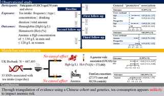 Graphical abstract: Does tea intake increase the risk of anemia? Evidence from a large prospective cohort and Mendelian randomization study