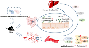 Graphical abstract: Dietary supplementation with novel selenium-enriched Pichia kudriavzevii regulates gut microbiota and host metabolism in mice