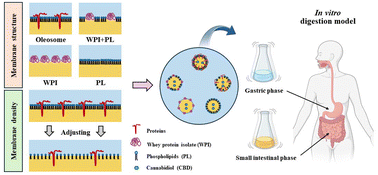Graphical abstract: Controlled in vitro release of CBD from oleosomes via modulation of their membrane density